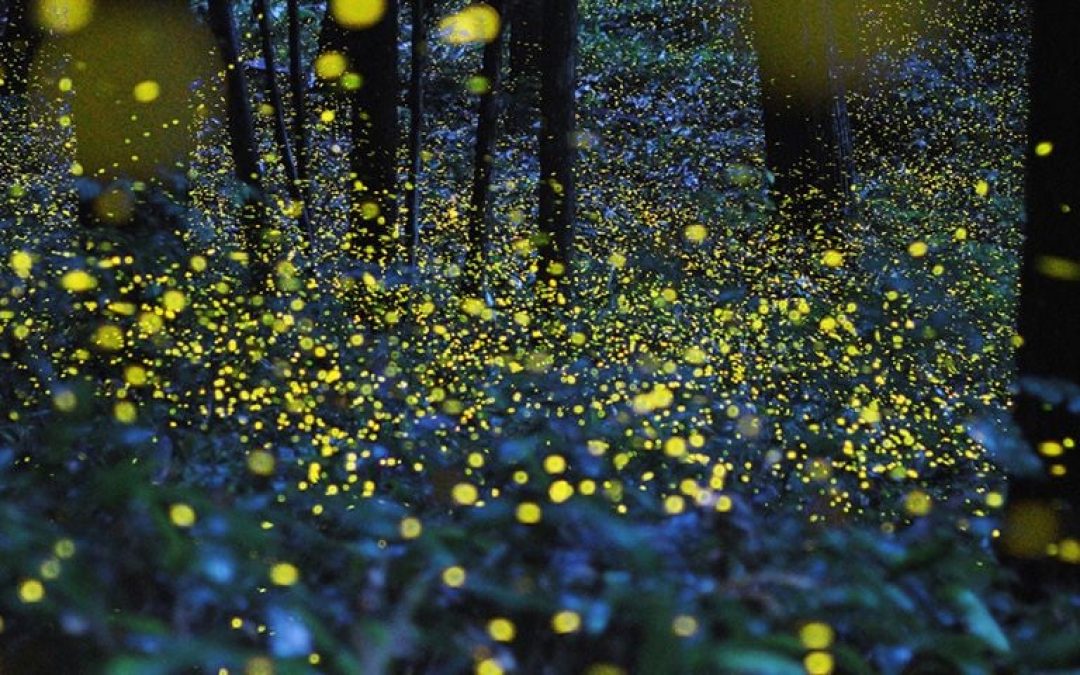 “Tlaxcala brilla”: El maravilloso avistamiento de luciérnagas
