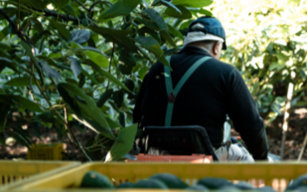 Aguacateros jaliscienses, productores competitivos y sustentables: APEAJAL