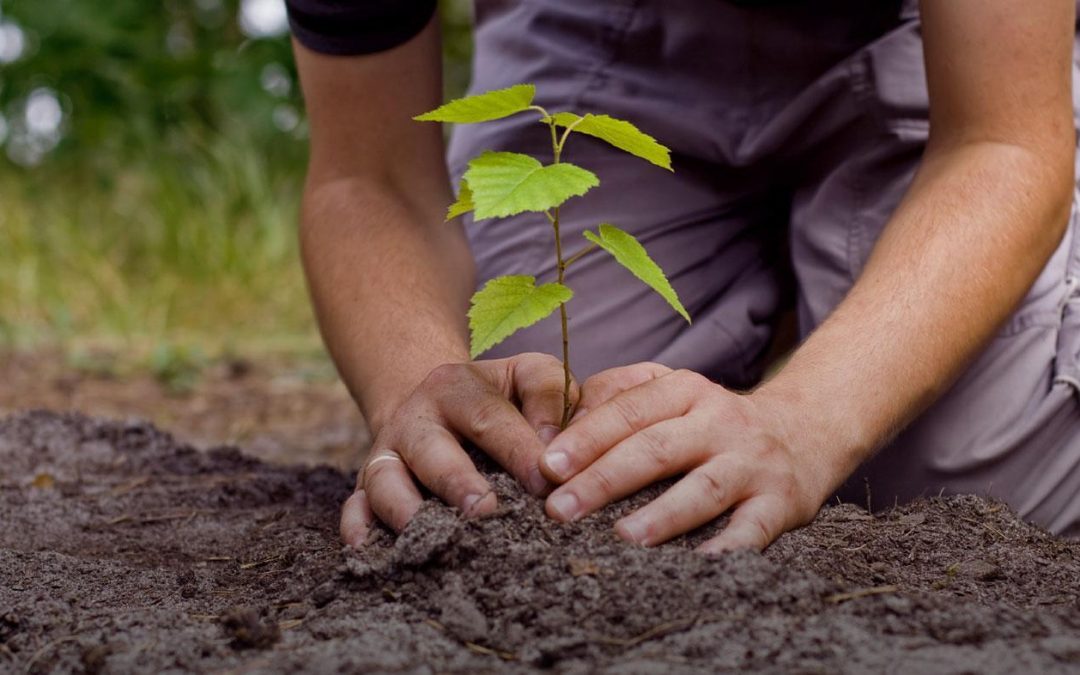 VW impulsa conservación del medioambiente en Guanajuato para 2025
