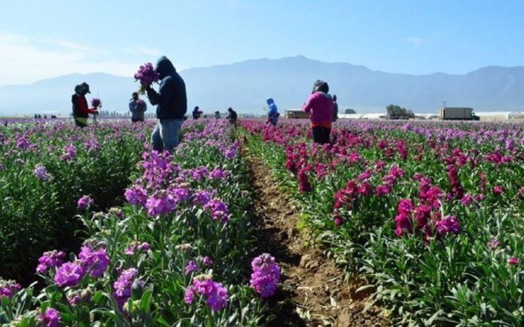 Floricultores y viveristas mexicanos con potencial competitivo