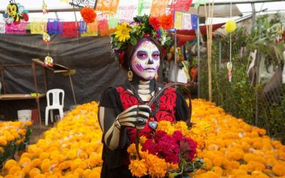 Los beneficios de la flor de Cempasúchil