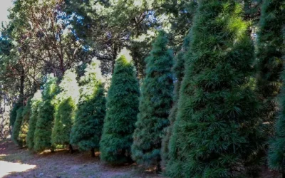 Adiós al arbolito de Navidad: alcaldías de la CDMX abren centros de acopio