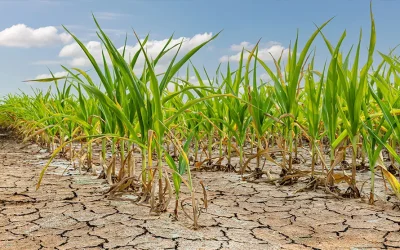 La sequía afectó a las unidades de producción agropecuaria activas en 31 estados del país