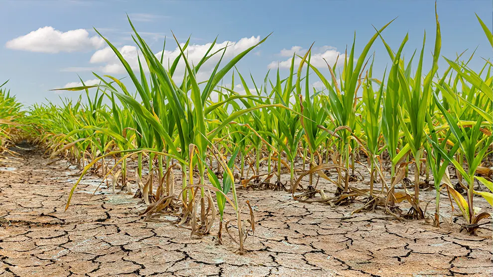 La sequía afectó a las unidades de producción agropecuaria activas en 31 estados del país