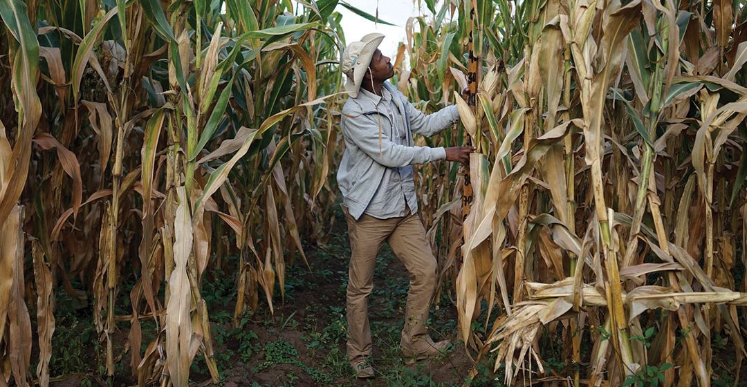 Condiciones climáticas extremas, el reto para el agro mexicano: Coface