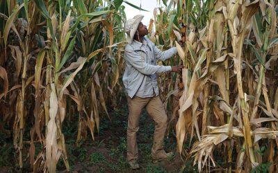 Condiciones climáticas extremas, el reto para el agro mexicano: Coface