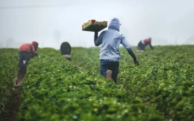 Niñas y niños buscan un trabajo peligroso por ayudar con gastos de casa: REDIM