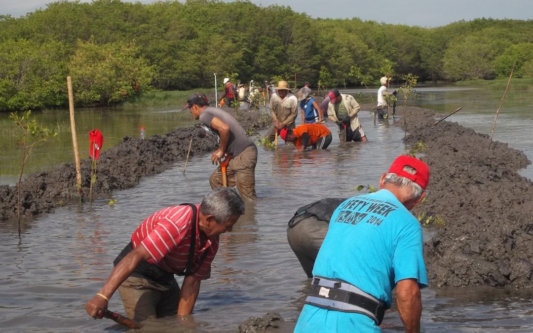 Comunidades en Veracruz trabajan para la preservación de manglares