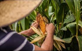 Autoridades de SADER Jalisco se reúnen con productores de maíz, buscarán mejores condiciones para el sector