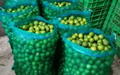 CJNG y Los Viagras extorsionan a limoneros en Michoacán