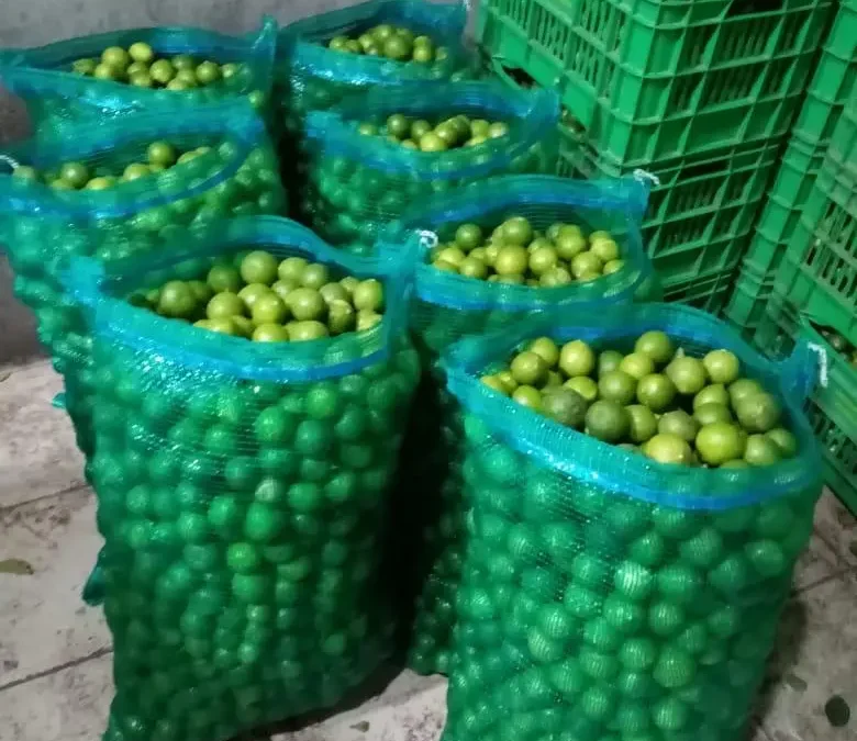 CJNG y Los Viagras extorsionan a limoneros en Michoacán