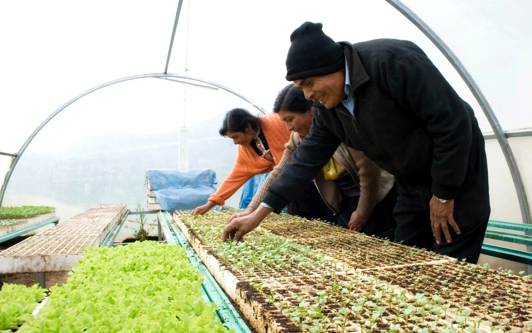 Políticas públicas para un buen desarrollo agrícola: OCDE – FAO