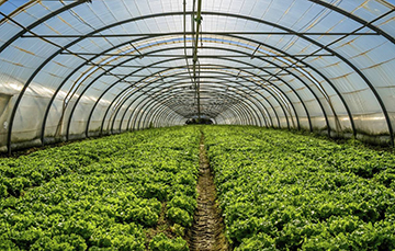 Agricultura protegida, innovación y tecnología a favor del campo mexicano