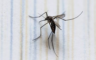 Morelos urge a reforzar medidas por casos de dengue