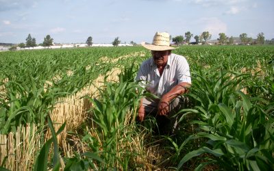 Los municipios: base para la implementación del programa Cosechando Soberanía