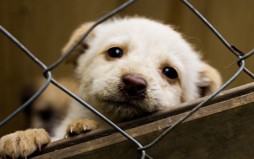 Frody, Full Life y Minino suman esfuerzos para ayudar a animales vulnerables