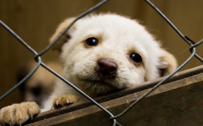 Frody, Full Life y Minino suman esfuerzos para ayudar a animales vulnerables