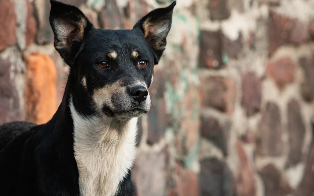 Proponen crear Fiscalía especializada para la atención de maltrato animal en Edomex