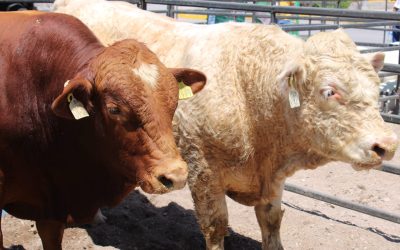 Nuevo brote  de gusano barrenador alerta a ganaderos en estas entidades del país