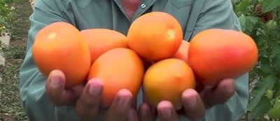 EU impone arancel de 17% a jitomate mexicano, ¿cuáles son las entidades afectadas?