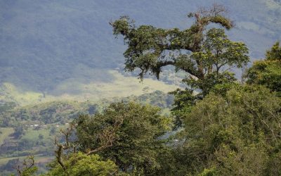 Advierte coalición NOSSA recorte presupuestal de 12% a la Conanp