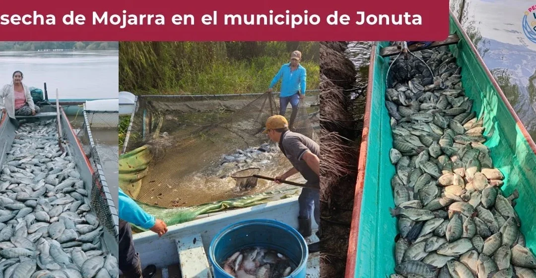 Municipio de Jonuta prevé derrama económica de 3.5 mdp por cosecha de mojarras