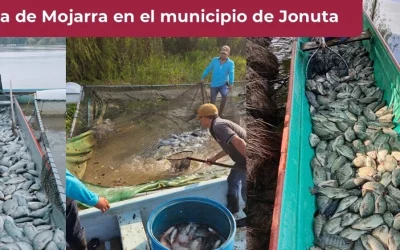 Municipio de Jonuta prevé derrama económica de 3.5 mdp por cosecha de mojarras