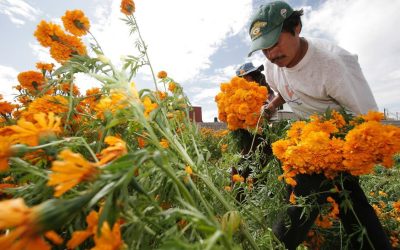 Puebla concentra 72% en producción de cempasúchil