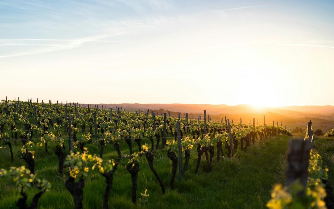 Bernal, Querétaro: El nuevo Valle de Guadalupe en el corazón del Bajío