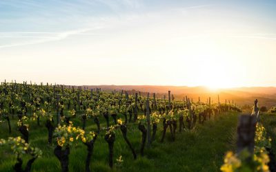 Bernal, Querétaro: El nuevo Valle de Guadalupe en el corazón del Bajío