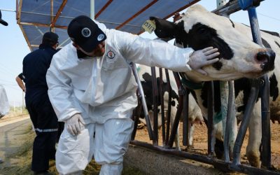 Edomex registra 29 casos de gusano barrenador durante enero