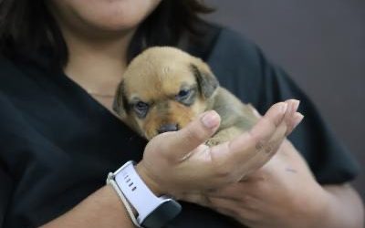 Puebla impulsa tenencia responsable para proteger a los animales