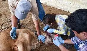 Inversión en educación sanitaria, indispensable para proteger al ganado del gusano barrenador: ANETIF