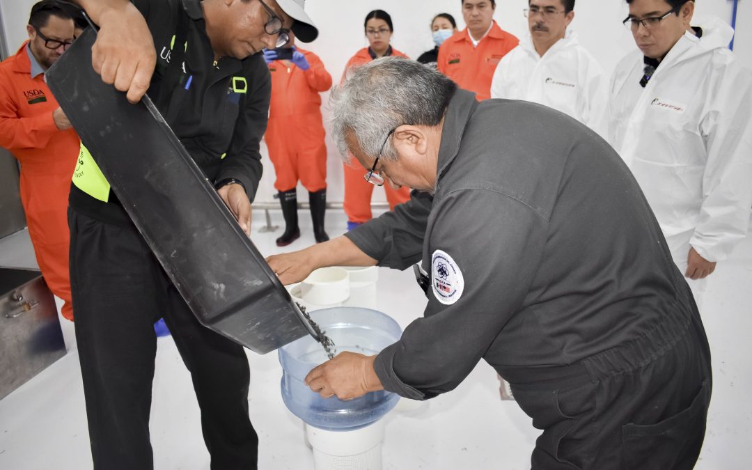 Chihuahua recibe primer lote de moscas estériles para combatir el gusano barrenador