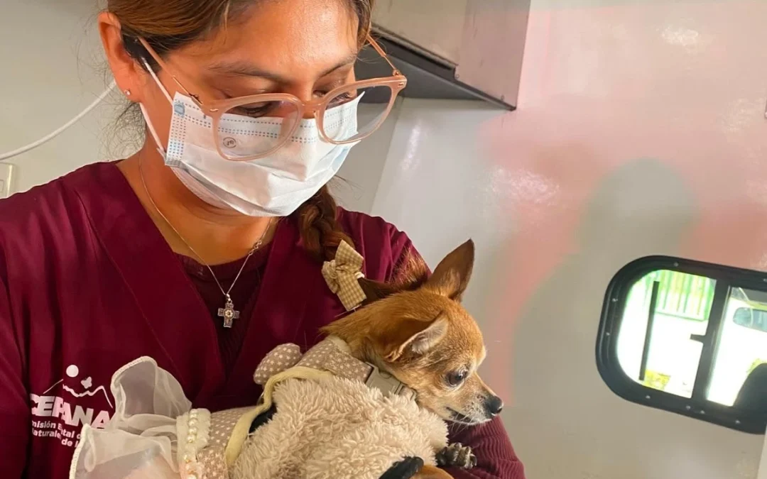 Con más de mil 200 servicios gratuitos y 29 adopciones responsables, el EdoMéx celebró el Día Mundial del Perro