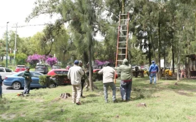 Cuautitlán Izcalli supera 5 mil 500 intervenciones al arbolado urbano