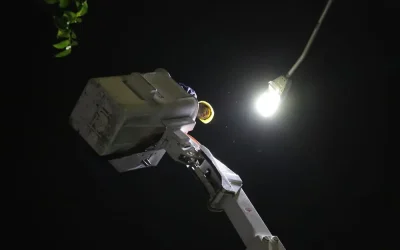 Guadalajara anuncia avance en estrategia de iluminación: se han iluminado 22 de 27 avenidas principales