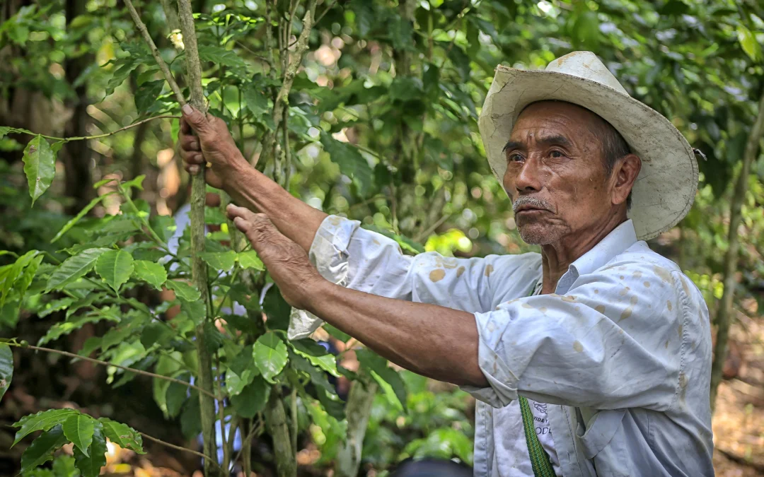 México vuelve a sus cafetales: cómo se reivindicó la producción del café y el auge de las cafeterías de especialidad