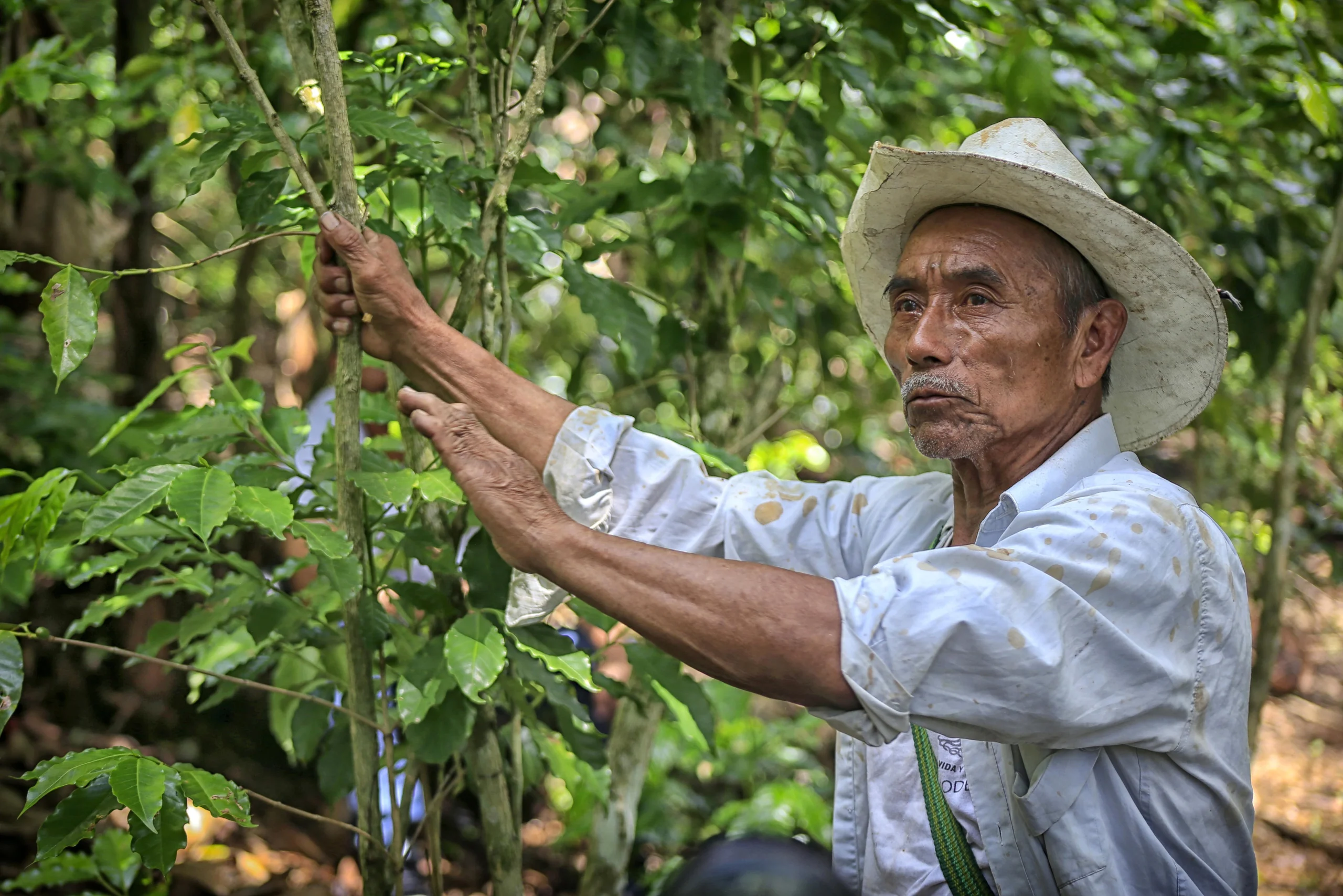 México vuelve a sus cafetales: cómo se reivindicó la producción del café y el auge de las cafeterías de especialidad