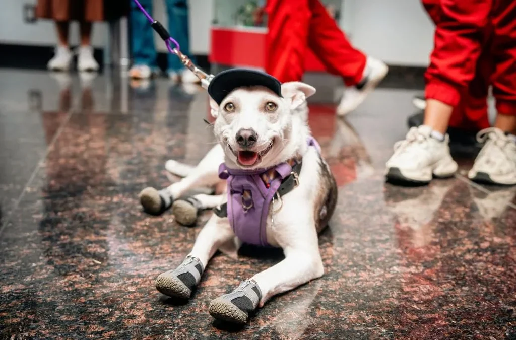 Tlalpan suma 78 mil atenciones de bienestar animal y abrirá segunda clínica veterinaria