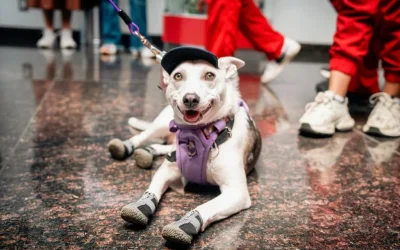 Tlalpan suma 78 mil atenciones de bienestar animal y abrirá segunda clínica veterinaria