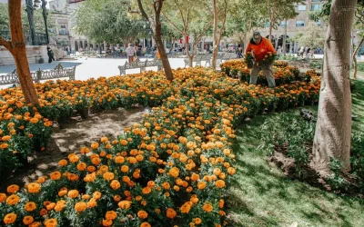 Guadalajara planta más de 21 mil flores de cempasúchil por Día de Muertos