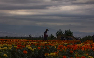 San Luis Tlaxialtemalco, centro de producción y comercialización de cempasúchil