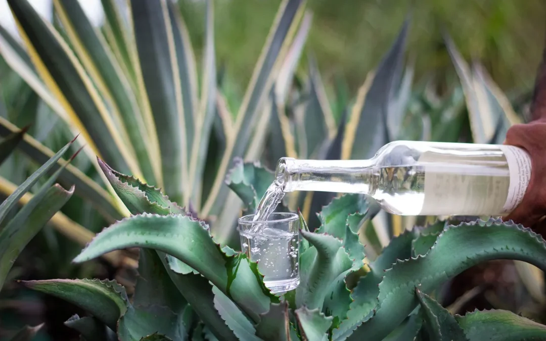 Mezcaleros artesanales en busca de la competitividad regional en el sur del país