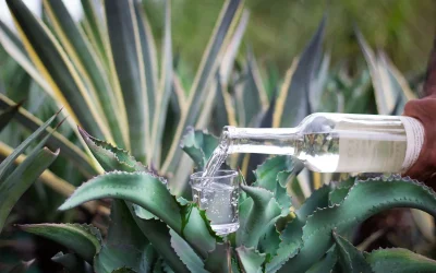 Mezcal artesanal en busca de la competitividad regional en el sur del país