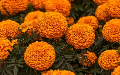 Xochimilco y Tláhuac concentran 80 por ciento del cultivo de cempasúchil en CDMX