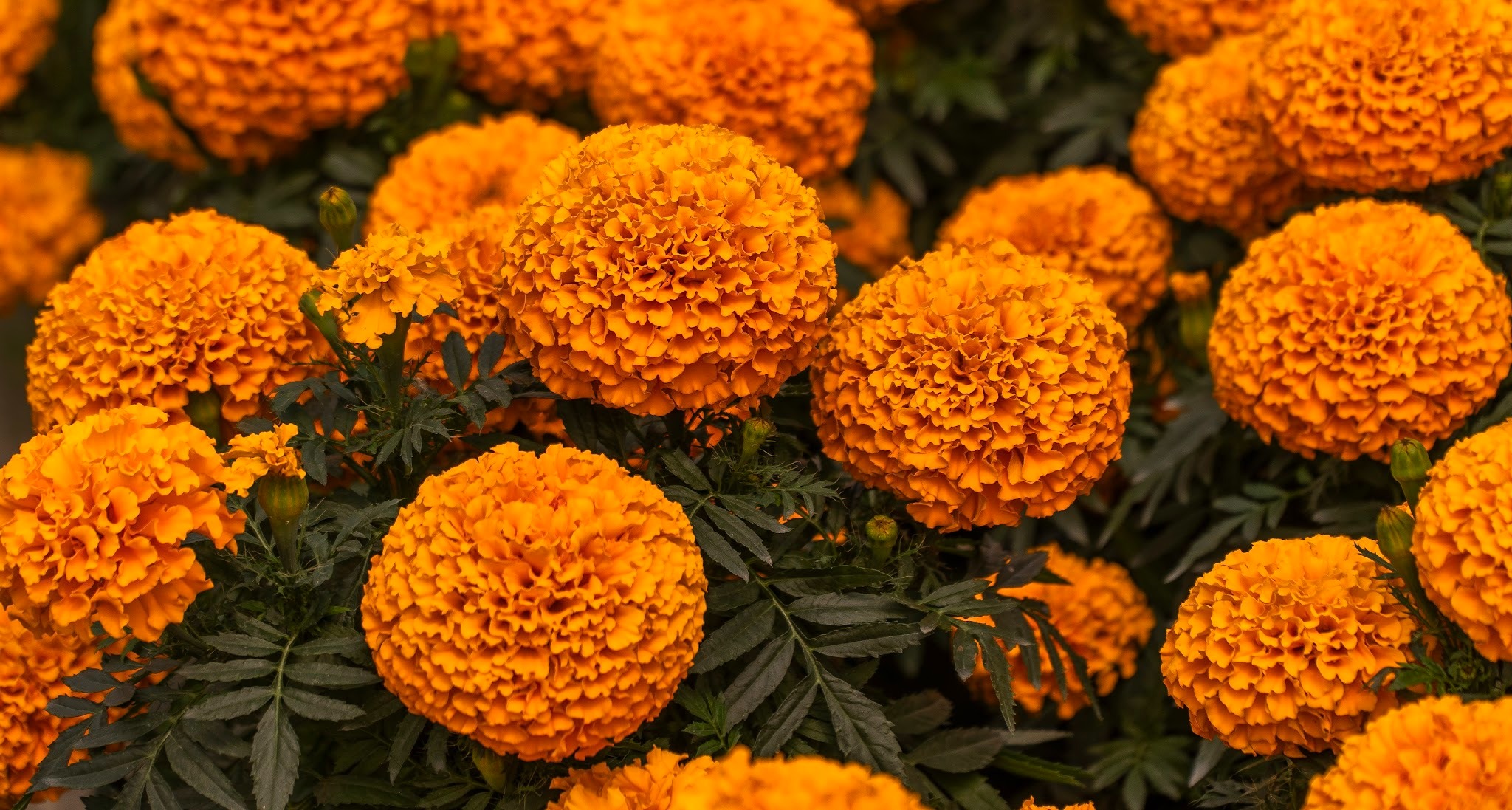 Xochimilco y Tláhuac concentran 80 por ciento del cultivo de cempasúchil en CDMX
